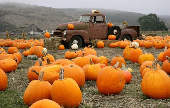 Truck, Farm, Pumpkin