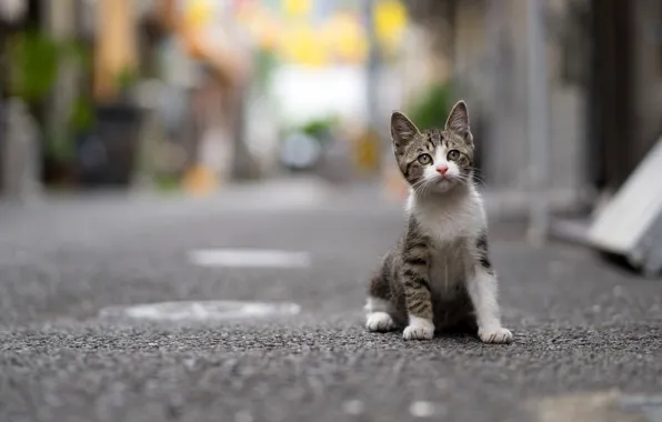 Road, cat, look, the city, kitty, street, the sidewalk, sitting
