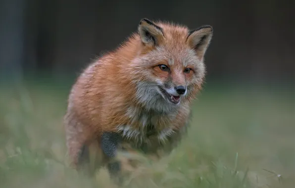 Grass, look, face, nature, pose, mouth, Fox, blurred background