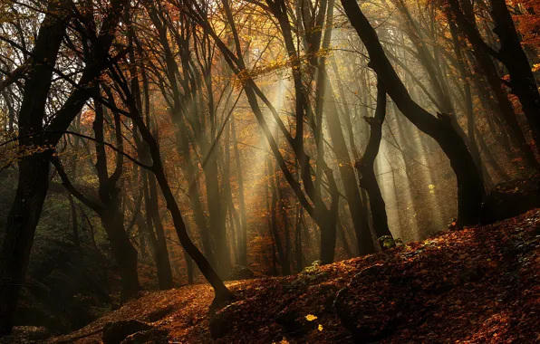 Autumn, forest, leaves, trees, rays of light