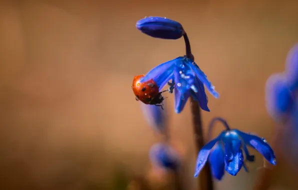 Picture flower, water, drops, macro, nature, ladybug, beetle, Pavel Trefilov