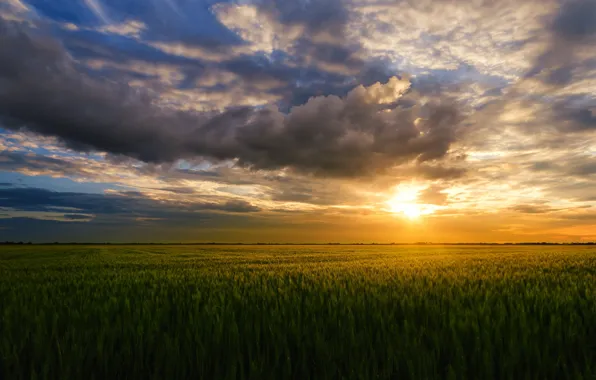 Field, the sky, the sun, clouds, sunset, rye, space, ears