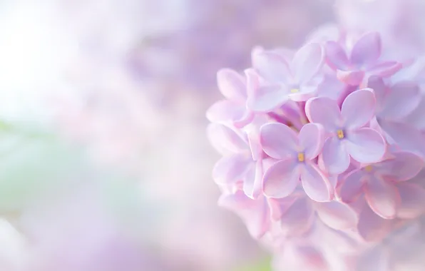 Macro, tenderness, lilac, inflorescence