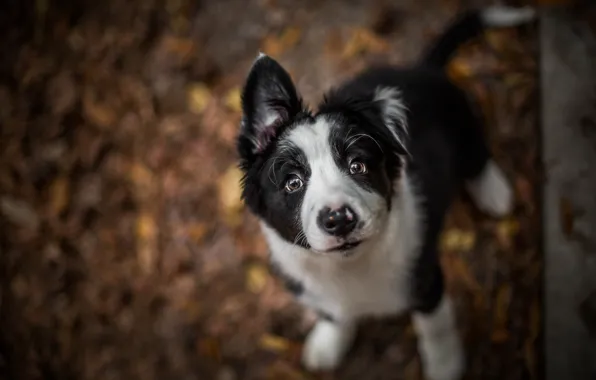 Picture look, dog, puppy