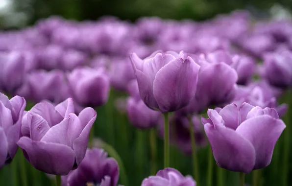 Purple, tulips, buds, lilac
