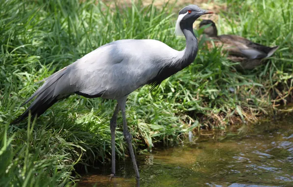 Picture grass, river, shore, Demoiselle