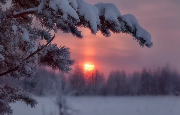 Picture winter, snow, trees, sunset, branches, frost, Alexey Nikitin