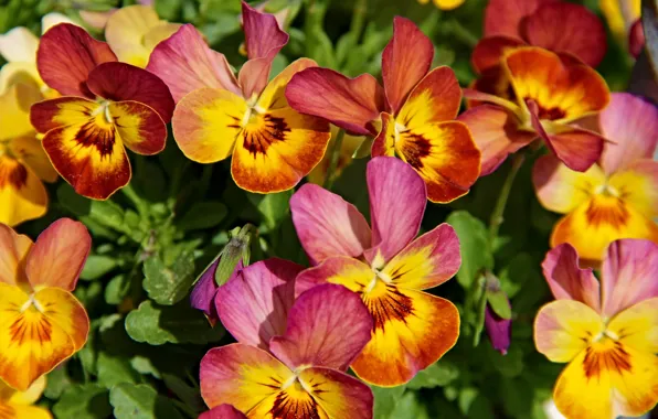 Wallpaper yellow, orange, viola, flowers, macro, violet, Pansy, bright
