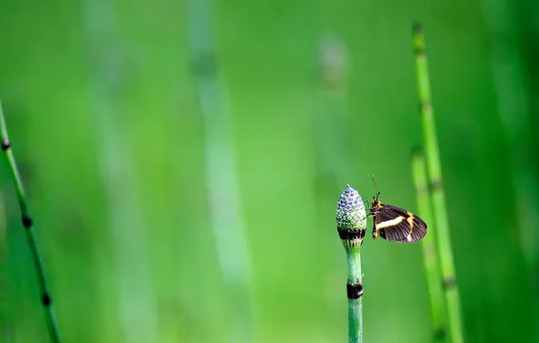 Picture grass, background, butterfly