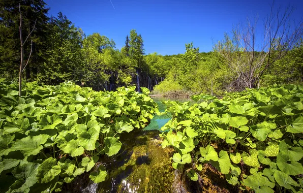 Picture greens, leaves, trees, lake, waterfalls, Croatia, Plitvice Lakes National Park