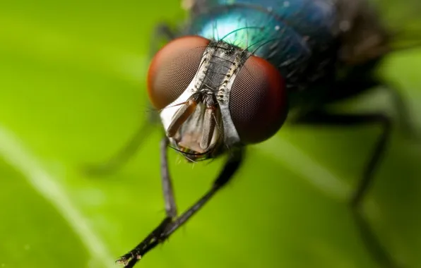 Picture eyes, macro, Wallpaper, Fly, wallpaper, washes