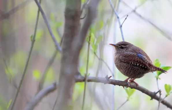 Leaves, trees, branches, nature, bird, spring, bird, Wren