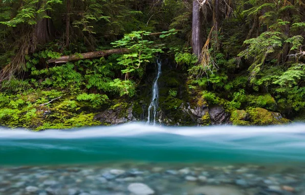 Forest, river, stream, waterfall, USA, Washington, Mount Baker-Snoqualmie National Forest, Bacon Creek