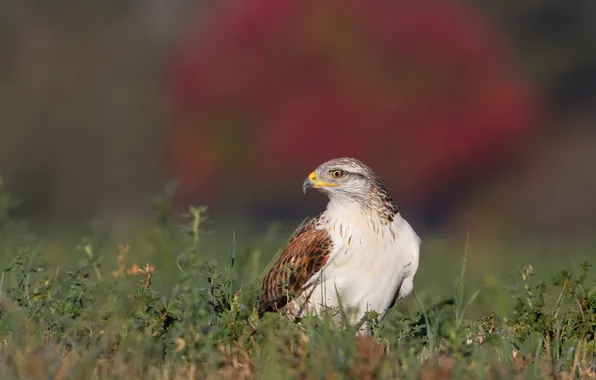 Grass, background, bird, Falcon