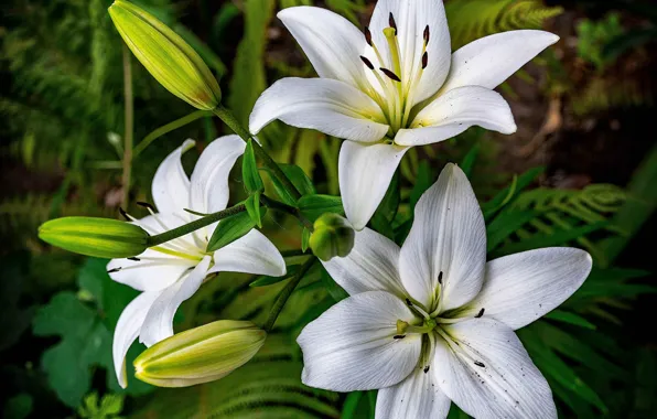 Lily, petals, buds, white Lily