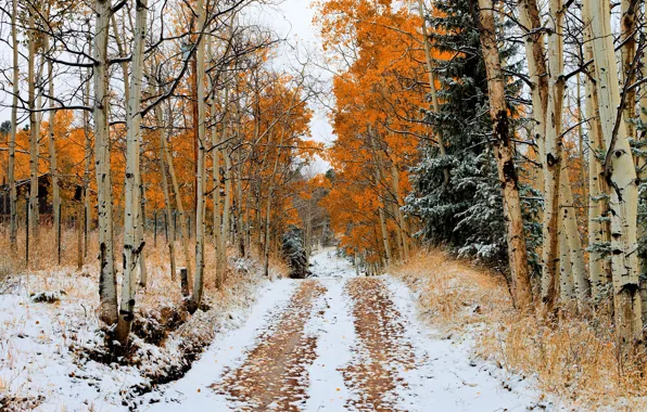 Road, autumn, snow, trees
