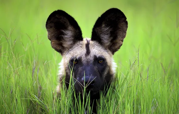 Picture BACKGROUND, LOOK, NATURE, GRASS, GREENS, FACE, EARS, GREEN