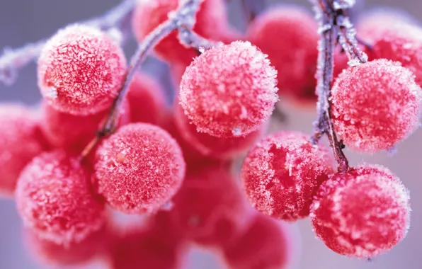 Picture frost, frost, Kalina.berries
