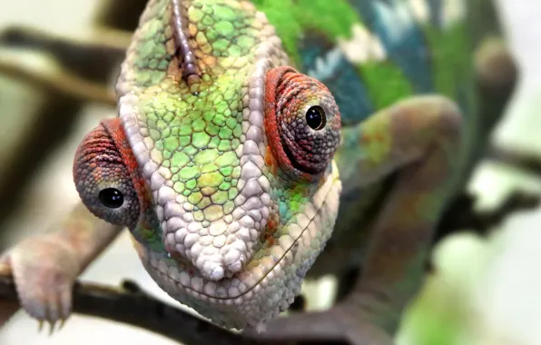 Macro, nature, chameleon