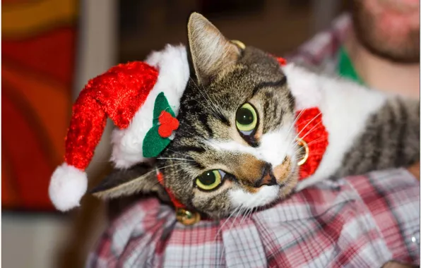 Cat, lying, Christmas