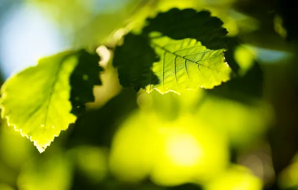 Picture leaves, the sun, macro, trees, green, background, tree, green