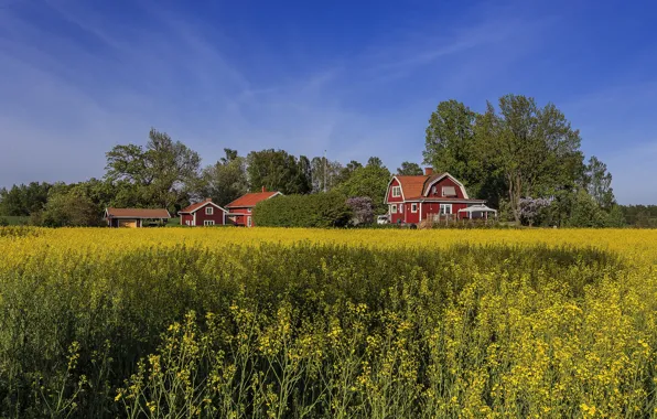 Field, summer, the sky, houses, Sweden, rape