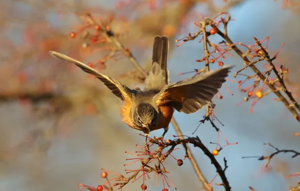 Picture autumn, branches, berries, bird, wings, fruit, bird, stroke