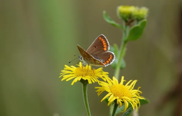 Butterfly, flowers, butterfly