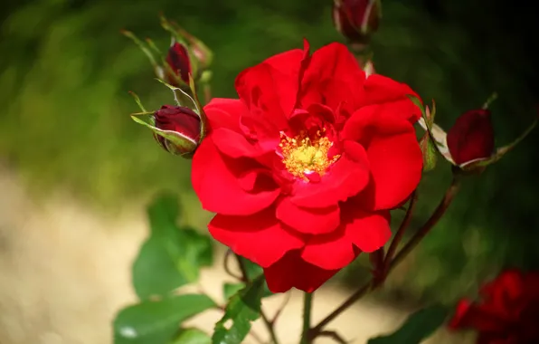 Picture roses, flowers, red, bokeh, leaves, stem, blurred background, buds