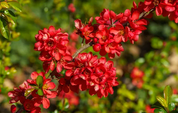 Flowers, bright, branch, spring, red, flowering, a lot, quince