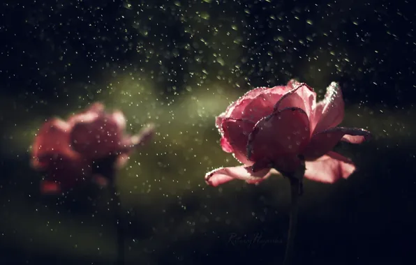 Drops, flowers, rain, roses