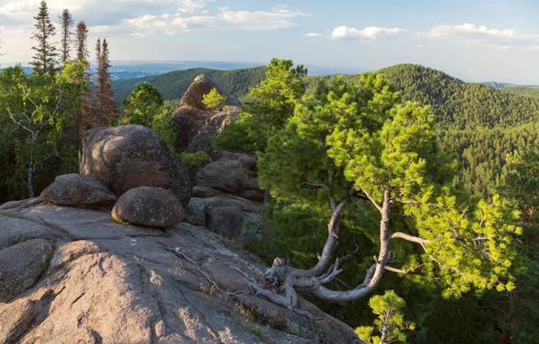 Forest, trees, landscape, mountains, nature, stones, posts, pine