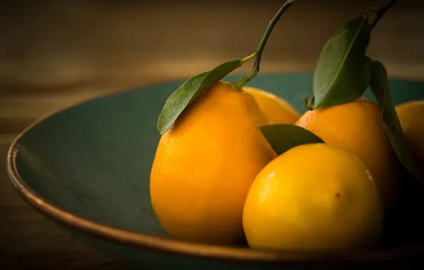 Picture macro, plate, fruit, lemons