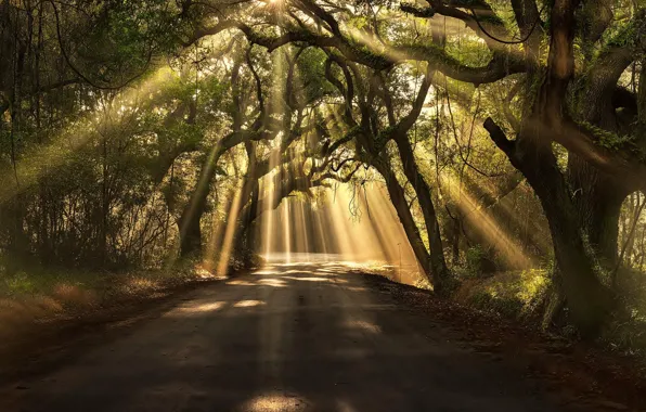 Picture rays, light, trees, branches, foliage, Road