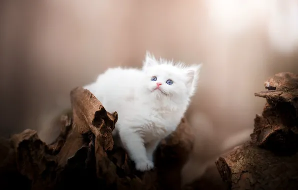 Cat, white, nature, kitty, background, stump, face, bokeh