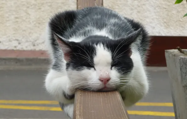 Picture cat, stay, the fence, sleep