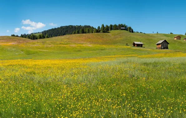 Field, forest, summer, the sky, grass, flowers, blue, hills