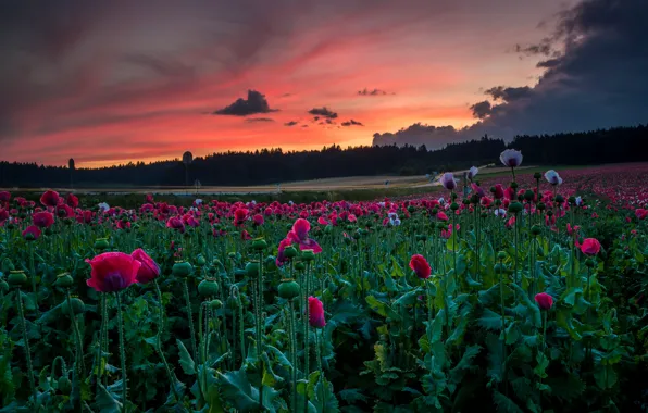 Forest, summer, the sky, sunset, flowers, clouds, bright, Maki