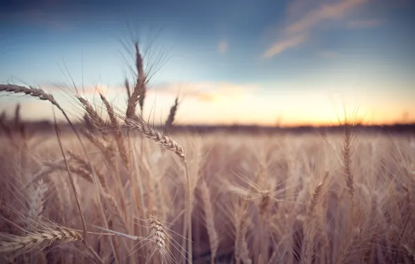 Wheat, field, macro, background, widescreen, Wallpaper, rye, spikelets