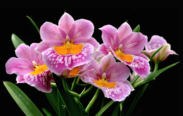 Picture pink, exotic, Orchid