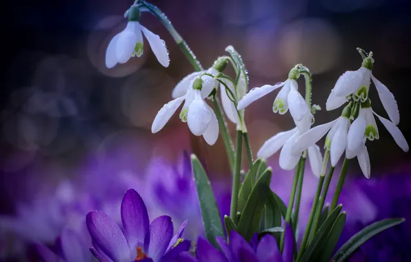 Picture spring, snowdrops, crocuses