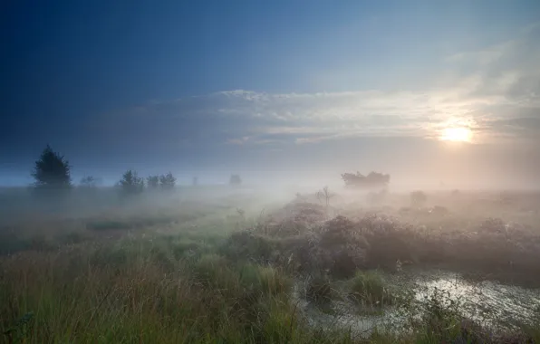 Field, the sky, grass, the sun, clouds, trees, fog, dawn