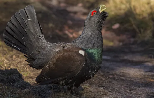 Picture feathers, grouse, bird