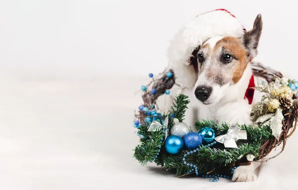 Look, balls, branches, pose, portrait, dog, paws, blue