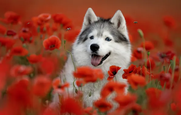 Picture language, face, flowers, Maki, dog, Husky, Svetlana Pisareva