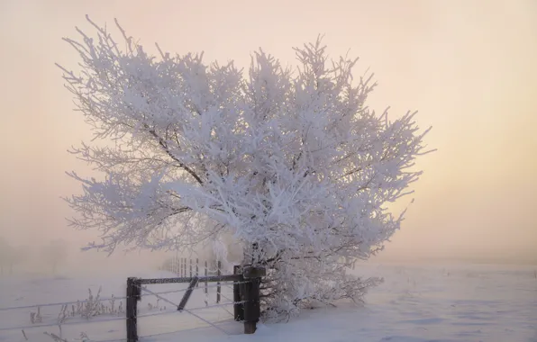 Picture winter, frost, snow, trees, the fence, morning, frost