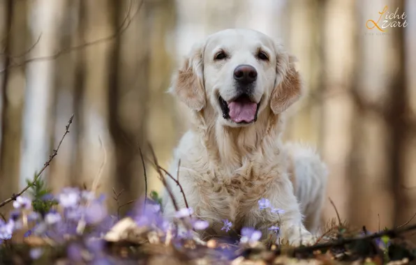 Branches, nature, animal, dog, spring, primroses, dog, Retriever