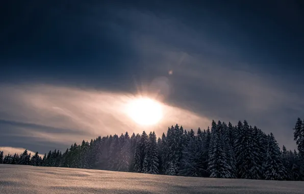Winter, forest, snow, nature