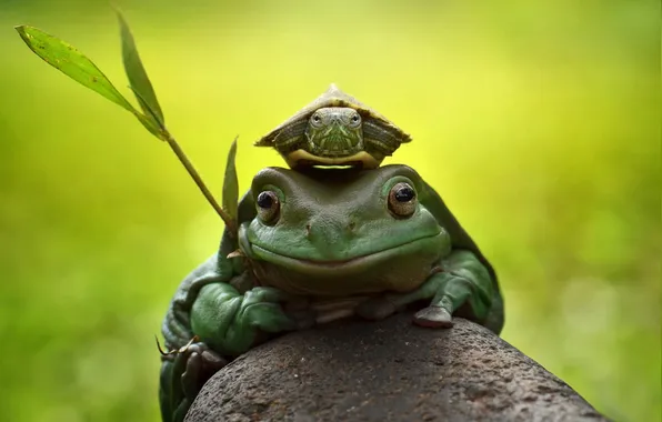 Macro, stone, turtle, toad
