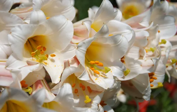 Flowers, Lily, stamens